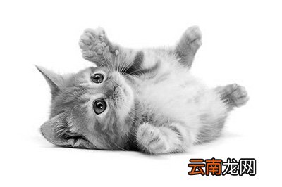 Photoshop制作素描效果详细操作流程