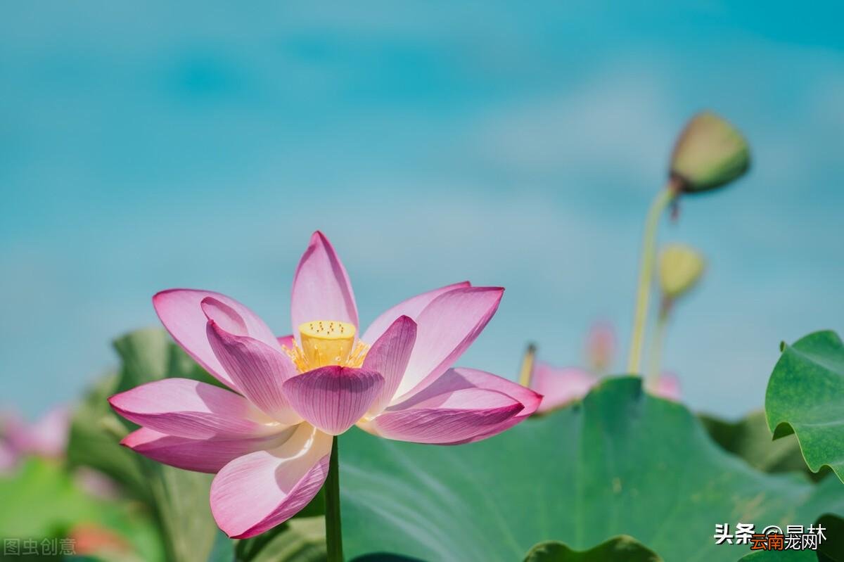 描写绿树阴浓夏日长的古诗 赞美绿树成荫的诗句唯美
