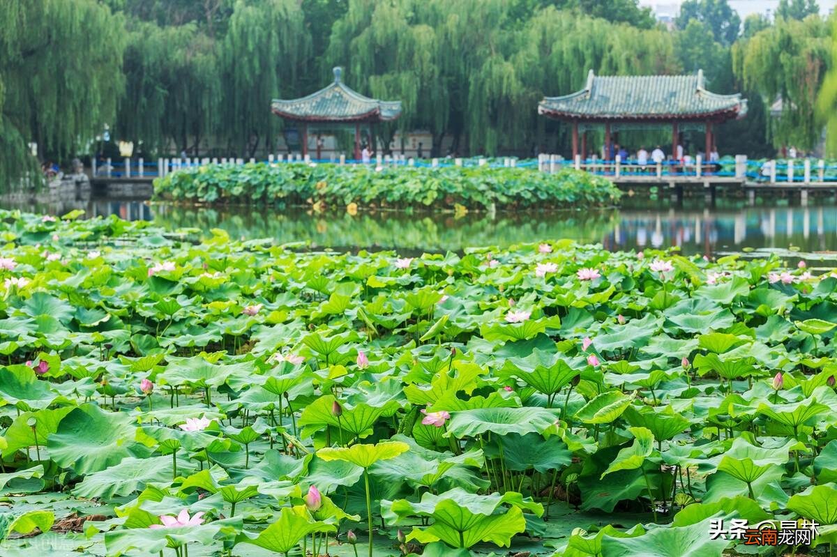 描写绿树阴浓夏日长的古诗 赞美绿树成荫的诗句唯美