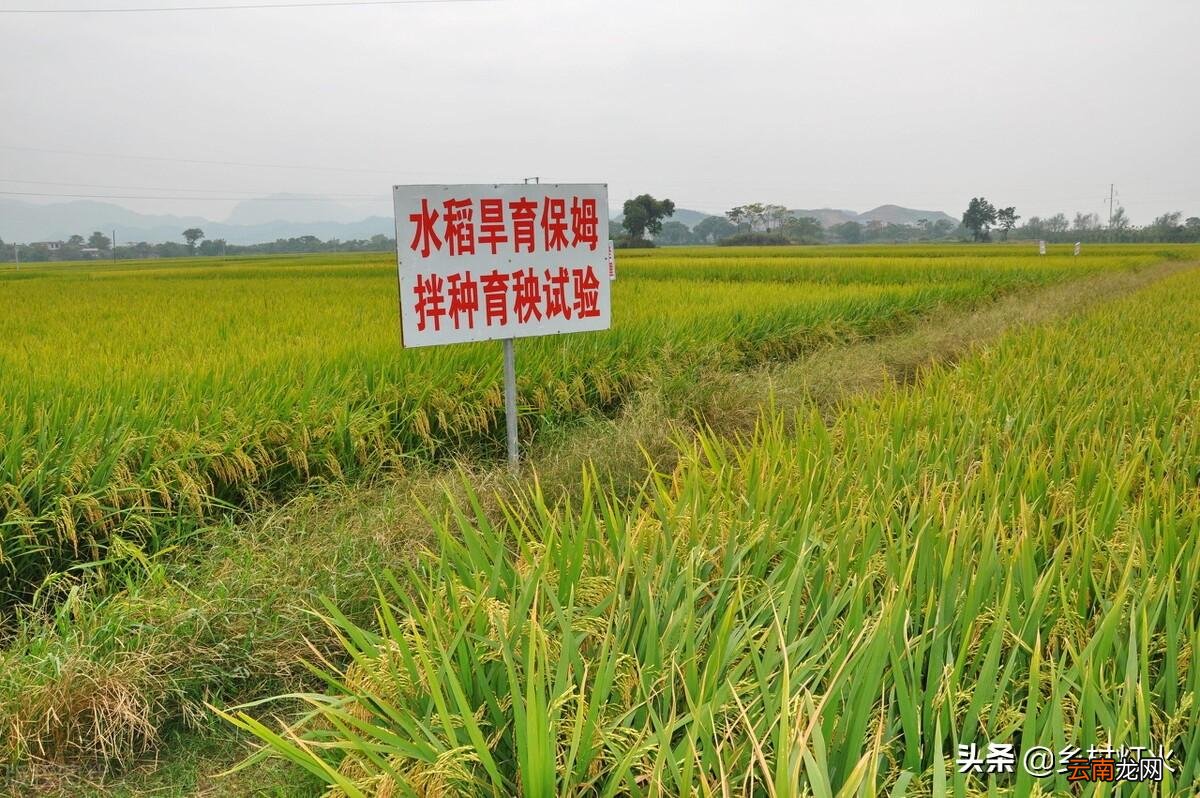 杂交水稻到底有哪些优势 杂交水稻是转基因吗