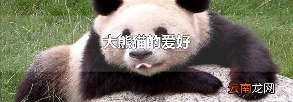 大熊猫的爱好