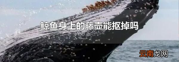 鲸鱼身上的藤壶能抠掉吗