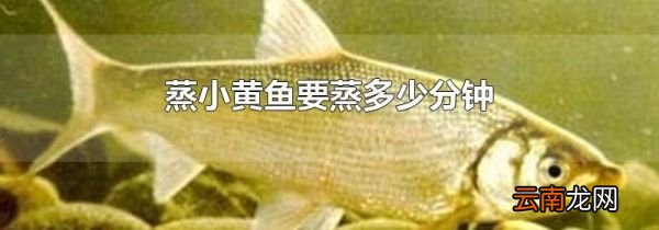 蒸小黄鱼要蒸多少分钟