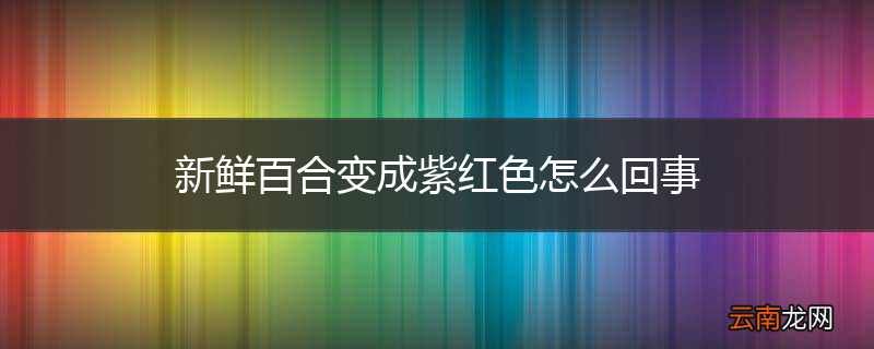新鲜百合变成紫红色怎么回事