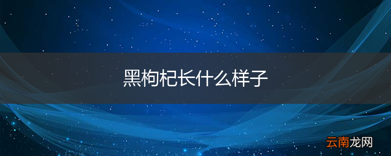 黑枸杞长什么样子