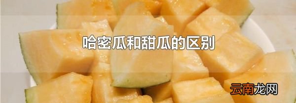 哈密瓜和甜瓜的区别