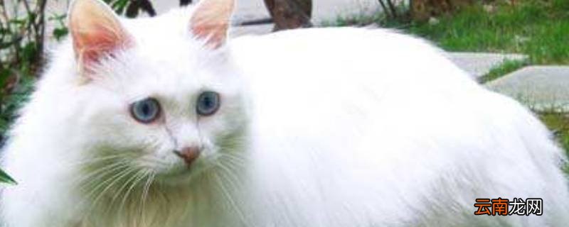 羊和猫哪个智商高
