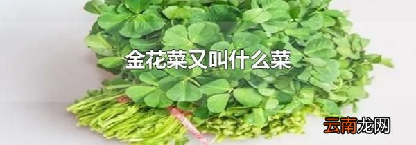 金花菜又叫什么菜