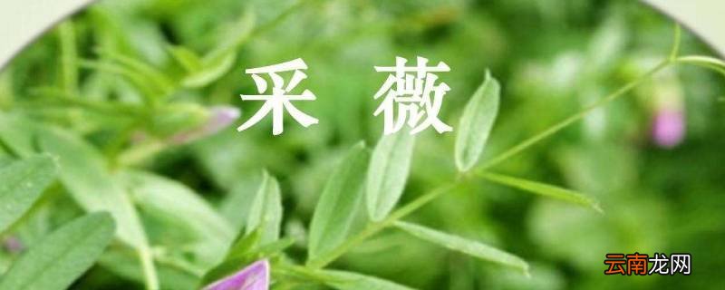 六年级下册采薇写文章咋写