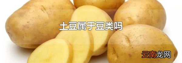 土豆属于豆类吗