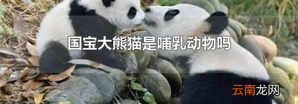 国宝大熊猫是哺乳动物吗