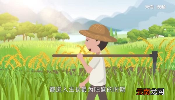 小暑对应的农事活动 小暑农事活动有哪些