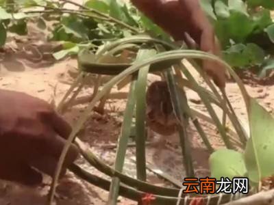 如何制作捕鸟陷阱