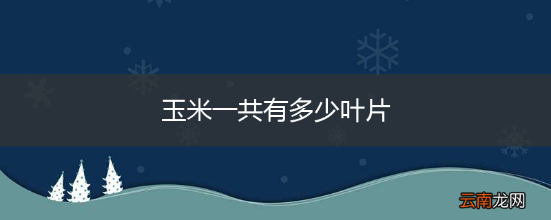 玉米一共有多少叶片