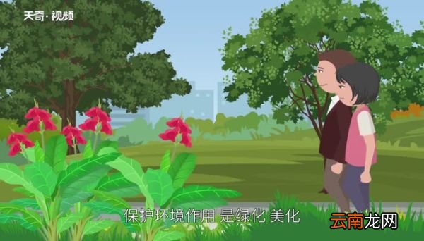 美人蕉花语 美人蕉花语是什么