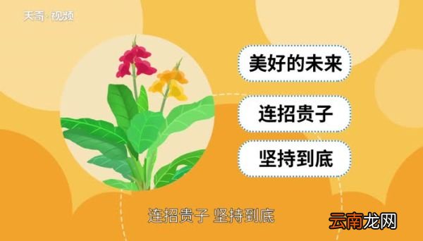 美人蕉花语 美人蕉花语是什么