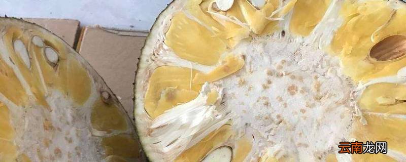 菠萝蜜熟了还能放多久