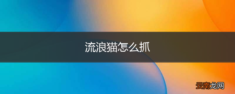 流浪猫怎么抓