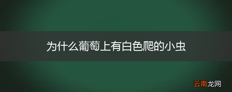 为什么葡萄上有白色爬的小虫