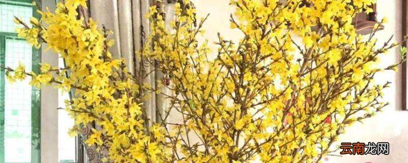 寸寸金长了叶子还会开花吗