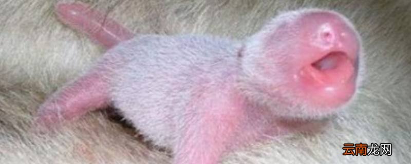 刚出生的小熊猫是什么颜色的