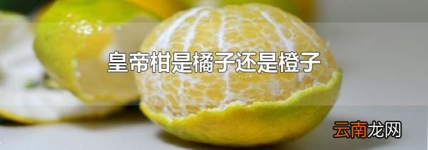 皇帝柑是橘子还是橙子