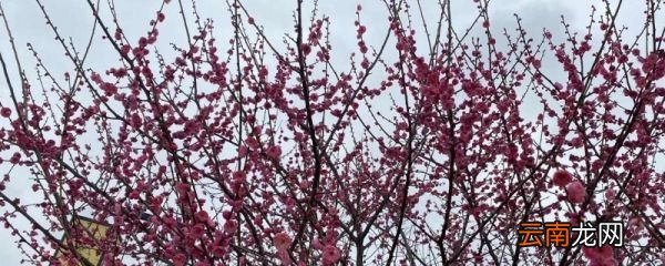 梅花开了怎么发朋友圈 梅花开了发朋友圈
