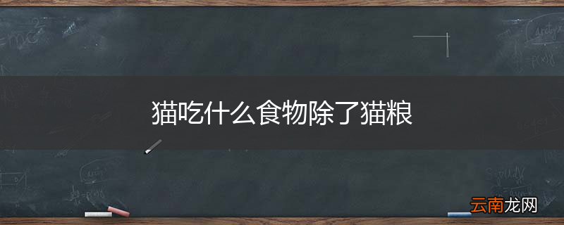 猫吃什么食物除了猫粮