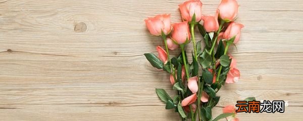 玫瑰花不放水里可以保存多久 玫瑰花不放水里能保存多久