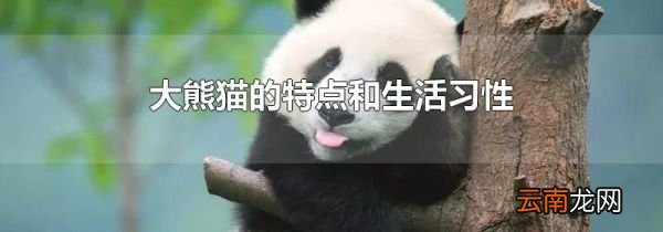 大熊猫的特点和生活习性