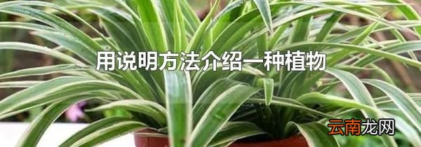 用说明方法介绍一种植物