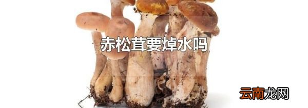 赤松茸要焯水吗