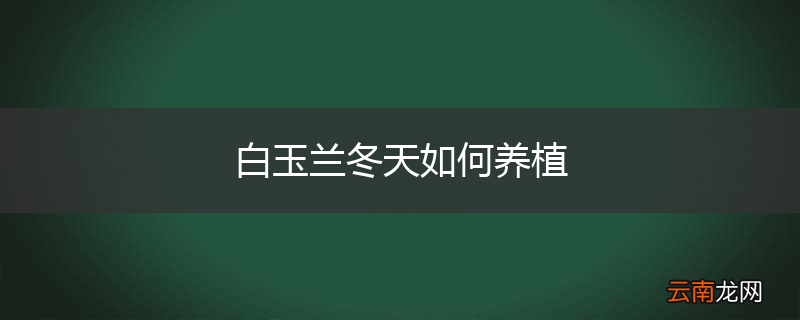 白玉兰冬天如何养植