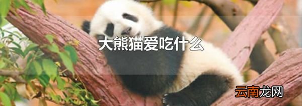 大熊猫爱吃什么