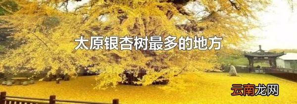 太原银杏树最多的地方