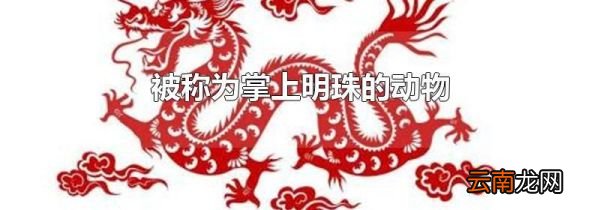 被称为掌上明珠的动物