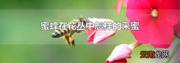 蜜蜂在花丛中怎样的采蜜