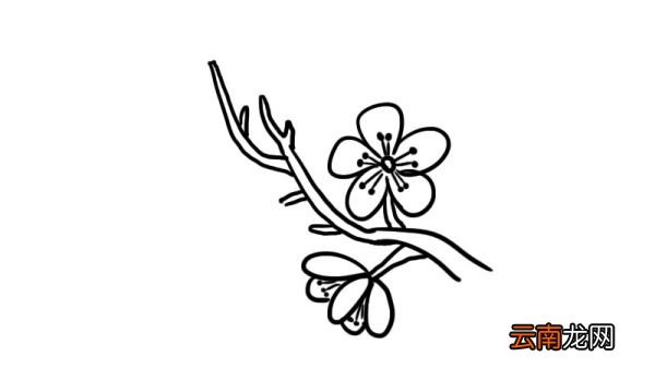 武汉樱花简笔画怎么画武汉樱花简笔画画法