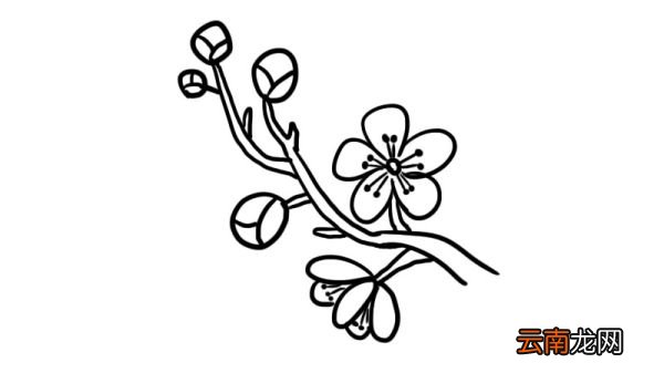 武汉樱花简笔画怎么画武汉樱花简笔画画法