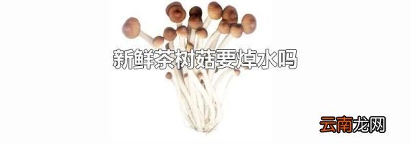 新鲜茶树菇要焯水吗