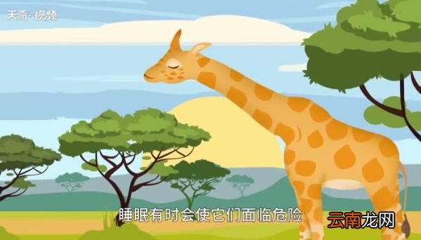 长颈鹿每天睡多长时间 长颈鹿每天睡多久