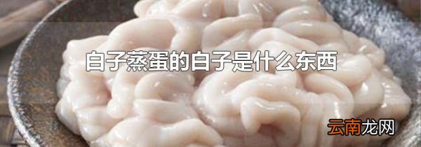白子蒸蛋的白子是什么东西