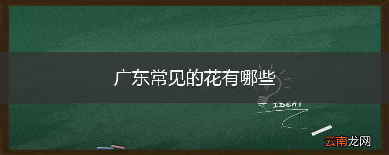广东常见的花有哪些