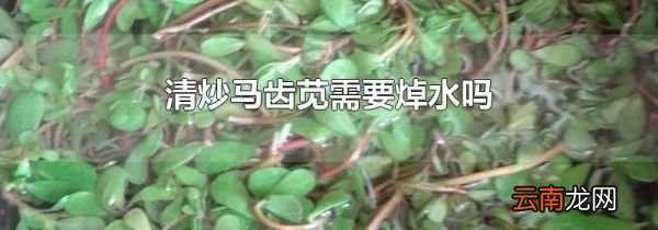 清炒马齿苋需要焯水吗