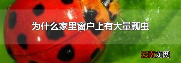 为什么家里窗户上有大量瓢虫