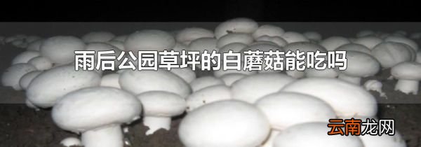 雨后公园草坪的白蘑菇能吃吗