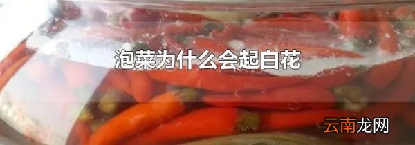 泡菜为什么会起白花