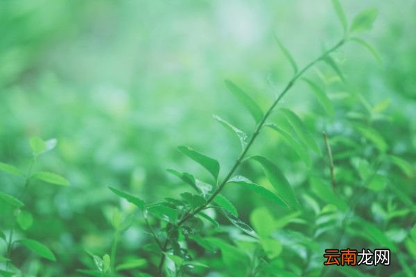 《草》古诗原文带拼音白居易的草的解释
