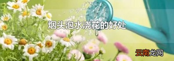 烟头泡水浇花的好处