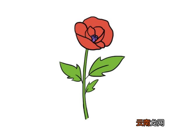 罂栗花简笔画 罂栗花怎么画